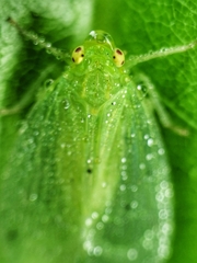 Tropiduchinae