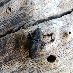 Lacon punctatus