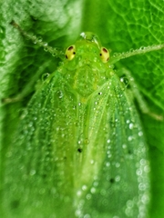Tropiduchinae