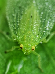 Tropiduchinae