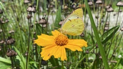 Colias poliographus
