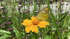 Colias poliographus