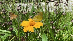 Colias poliographus