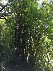 Bambusa pachinensis