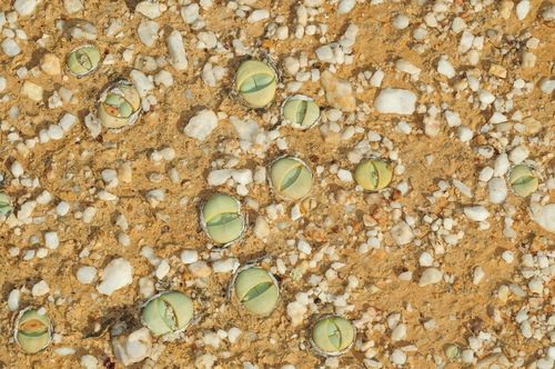 Argyroderma delaetii