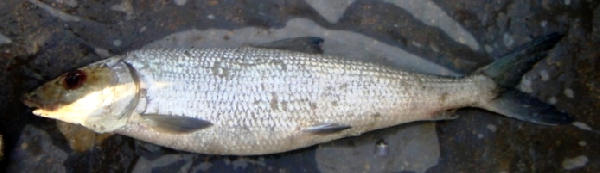 Longjaw Bonefish