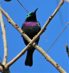 Cinnyris bifasciatus microrhynchus