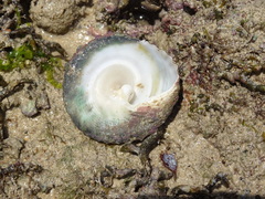 Trochus maculatus