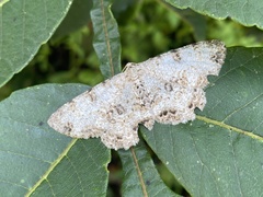 Ophthalmitis albosignaria