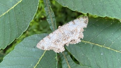 Ophthalmitis albosignaria
