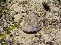 Trochus maculatus