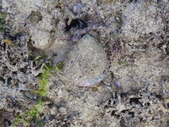 Trochus maculatus