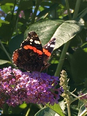 Vanessa atalanta