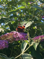Vanessa atalanta