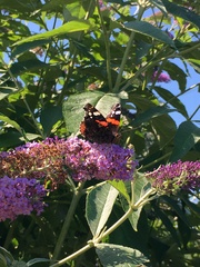 Vanessa atalanta