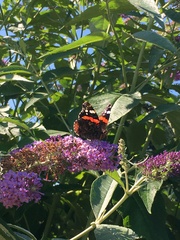 Vanessa atalanta