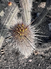 Haageocereus acranthus