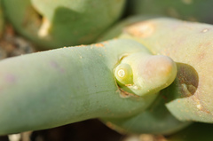 Mesembryanthemum digitatum
