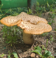 Cerioporus squamosus