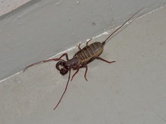 Mastigoproctus tohono