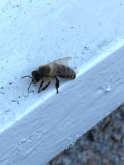 Apis mellifera
