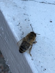 Apis mellifera
