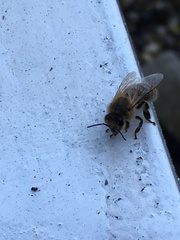Apis mellifera