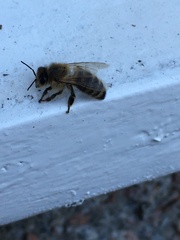 Apis mellifera