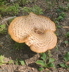 Cerioporus squamosus