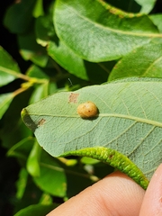 Euura pedunculi