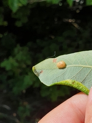 Euura pedunculi