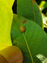 Euura pedunculi
