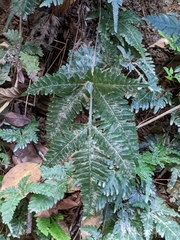 Pteris grevilleana