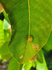 Euura pedunculi