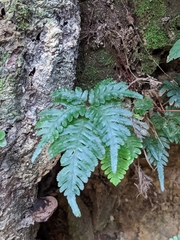Pteris grevilleana