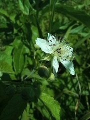 Rubus caesius