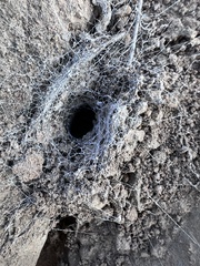 Filistatinae