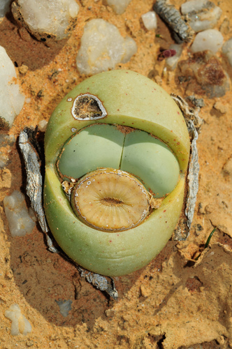 Argyroderma delaetii