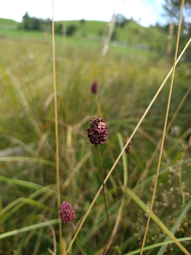Sanguisorba officinalis