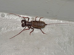 Mastigoproctus tohono