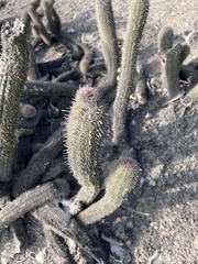 Haageocereus acranthus