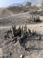 Haageocereus acranthus