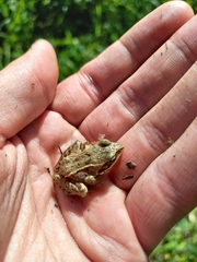 Rana arvalis