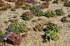 Mesembryanthemum digitatum