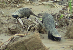 Galictis cuja