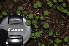 Brachyglottis sciadophila