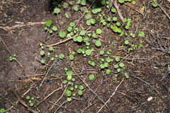 Brachyglottis sciadophila