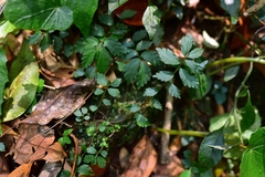 Elatostema microcephalanthum