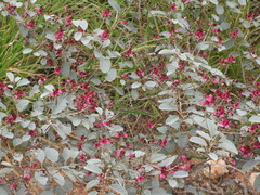 Indigofera monophylla