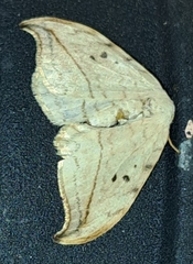 Drepana arcuata